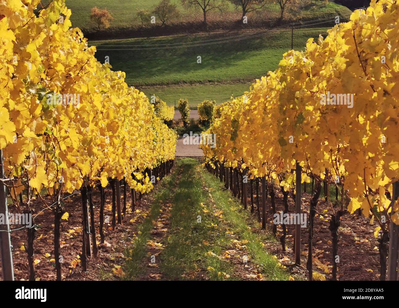 view from above into an autumn vineyuard with gold colored leaves Stock Photo