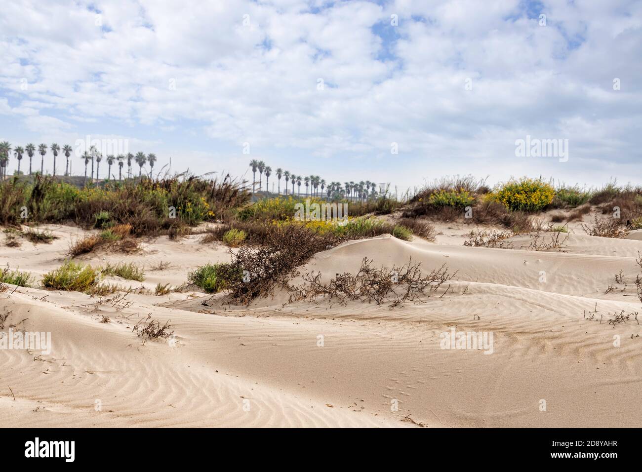 Sand dunes with blooming plants, palms on the horizon against the sky with clouds. Mediterranean coast. Israel Stock Photo
