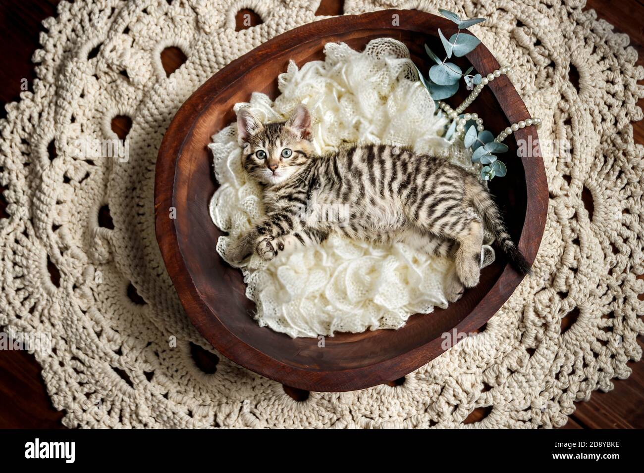 Cute Small Toyger Kitten With Tiger Stripes In A Dark Studio Closeup Stock Photo Alamy