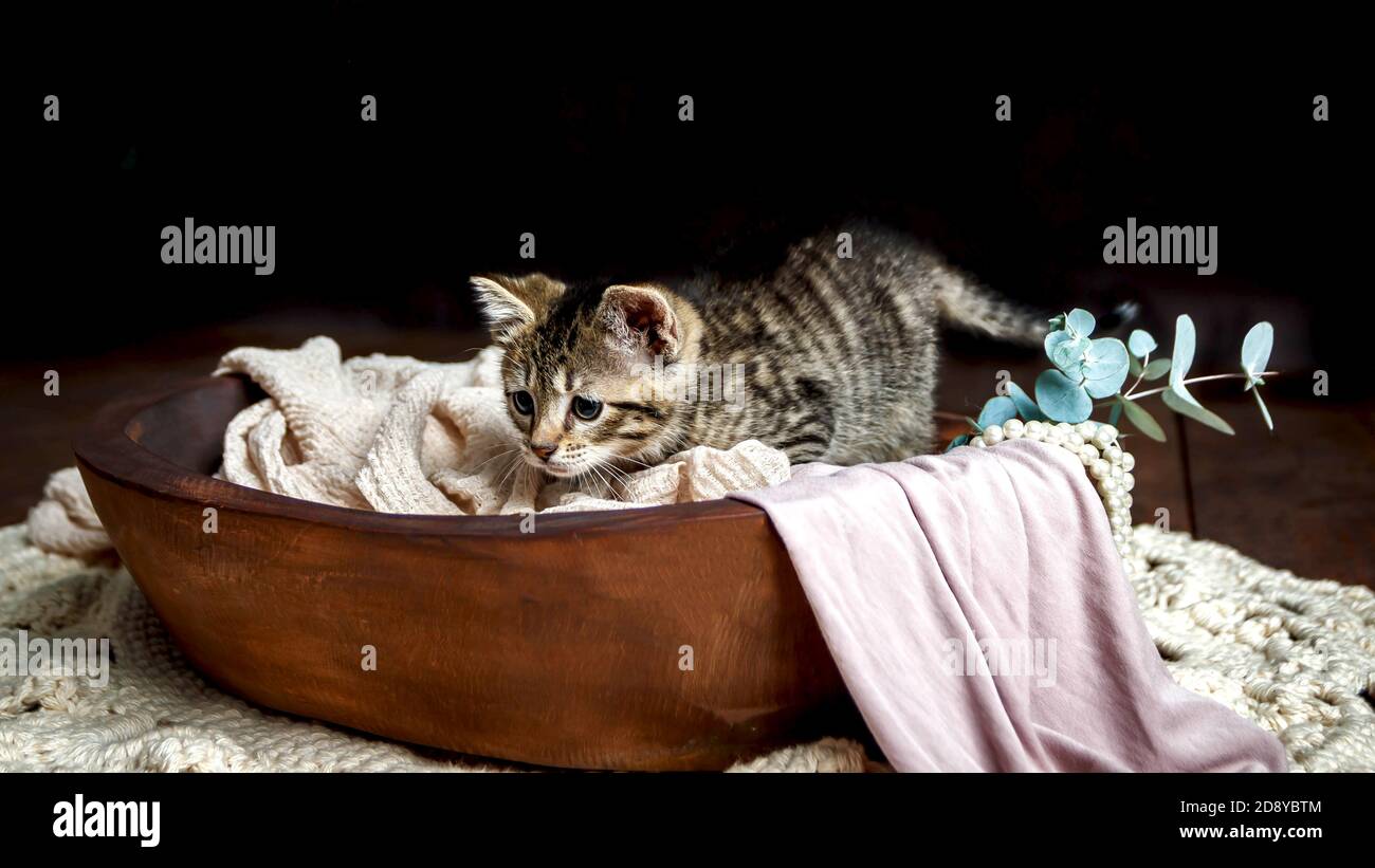 Cute Small Toyger Kitten With Tiger Stripes In A Dark Studio Closeup Stock Photo Alamy