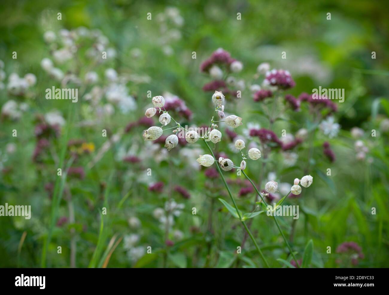Bladder campion flowers. Silene vulgaris (Moench) Garcke - field flowers Stock Photo