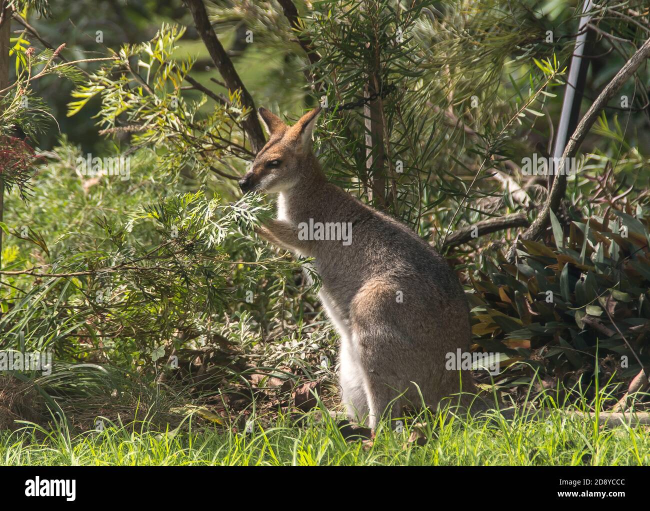 Wild red-necked wallaby, (Macropus rufogriseus) visiting a private Australian garden in Queensland. Eating grevillea flowers from garden shrub. Stock Photo