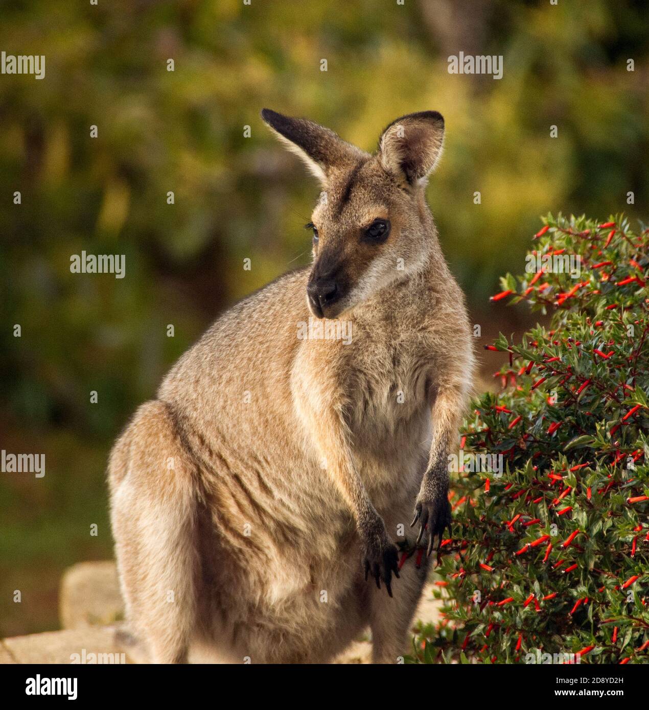 Young wild female red-necked wallaby (Macropus rufogriseus) visiting a private Australian garden in Queensland. Stock Photo
