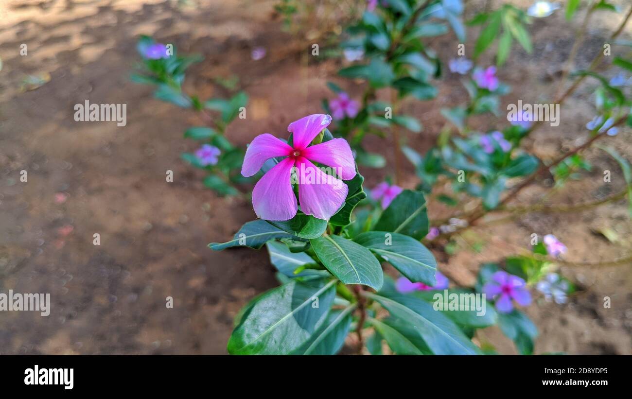 Rose periwinkle,Catharanthus roseus, commonly known as bright eyes, Cape periwinkle, graveyard plant, Madagascar periwinkle, old maid, pink periwinkle Stock Photo