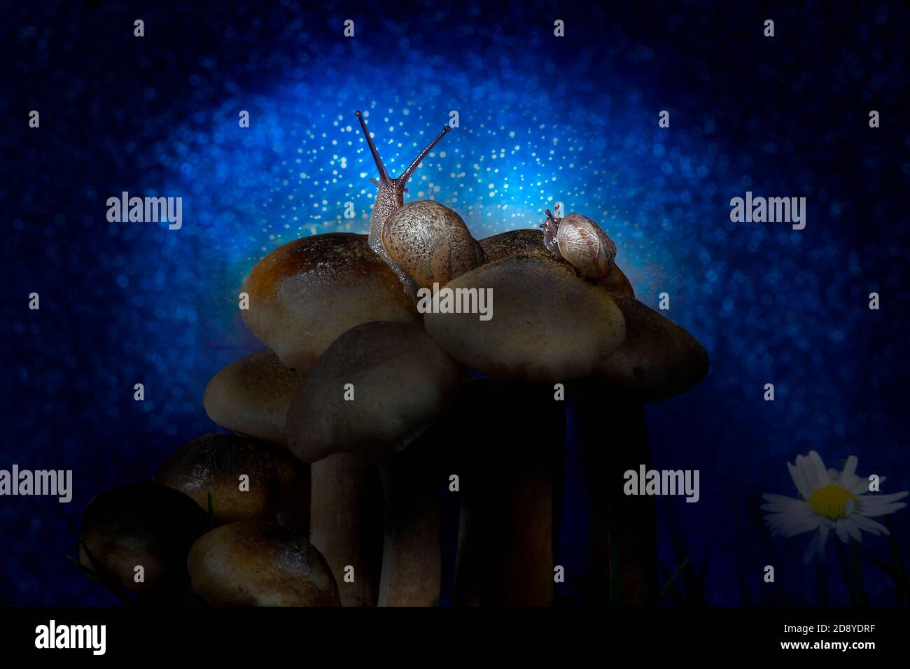 Snails on Sheathed Wood Tuft Mushroom Top Observing Night Stars Stock Photo