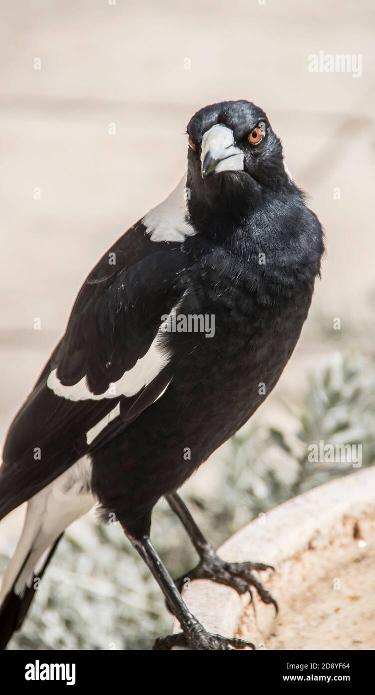 A perched Australian magpie. Intelligent, recognises human faces. Aggressive to strangers during nesting season. Private garden, Queensland, Australia Stock Photo