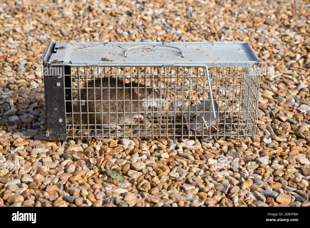 Large brown trap in a humane live trap, Hampshire, England, United Kingdom. Stock Photo