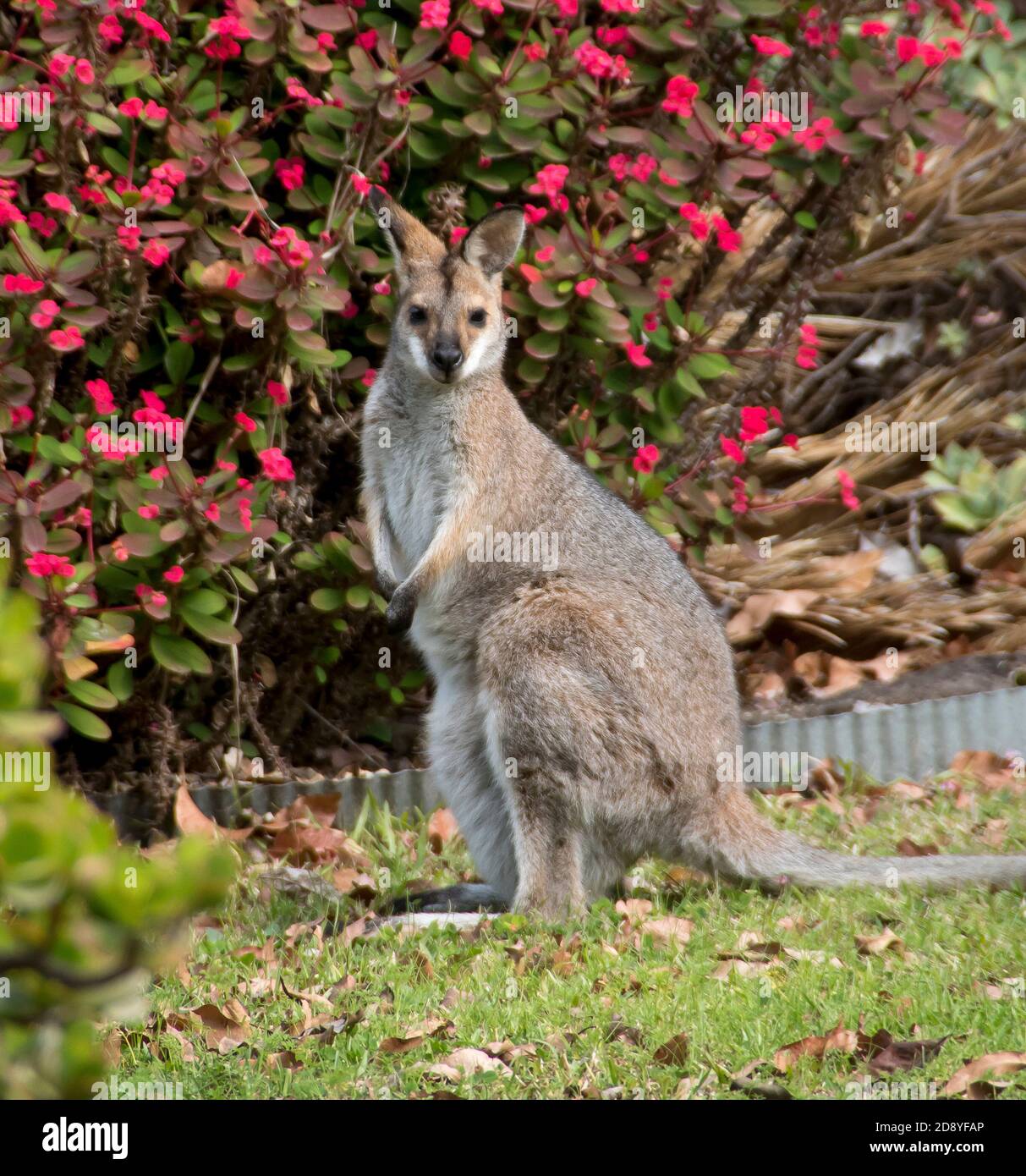 Young wild red-necked wallaby (Macropus rufogriseus) visiting a private Australian garden in Queensland. Red crown-of-thorns flowers in background. Stock Photo