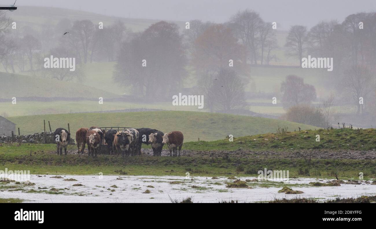 Wensleydale, North Yorkshire, UK. 2nd November, 2020. Storm Aiden swept through Wensleydale overnight causing damage and flooding. At one time the market town of Hawes was cut off due to rising flood water after the River Ure burst its banks. Credit: Wayne HUTCHINSON/Alamy Live News Stock Photo