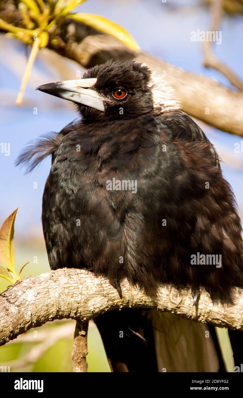 Young Australian magpie (cracticus tibicen) in  private garden. Intelligent,  recognises human faces. Aggressive to strangers during nesting season. Stock Photo