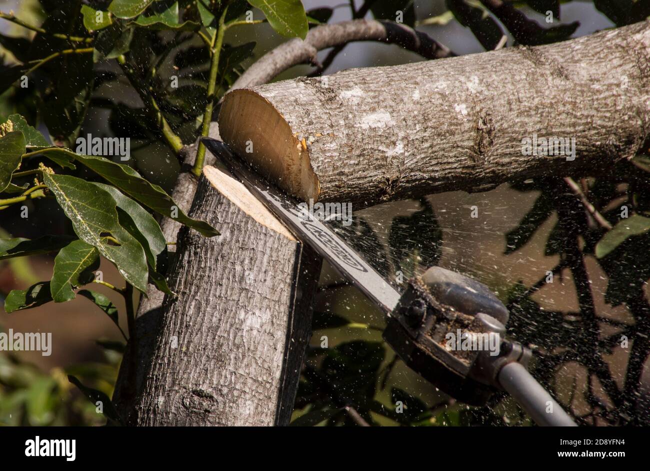 Chainsawing a branch of an avocado tree, pruning maintenance in an orchard onTamborine Mountain, Australia. Stock Photo