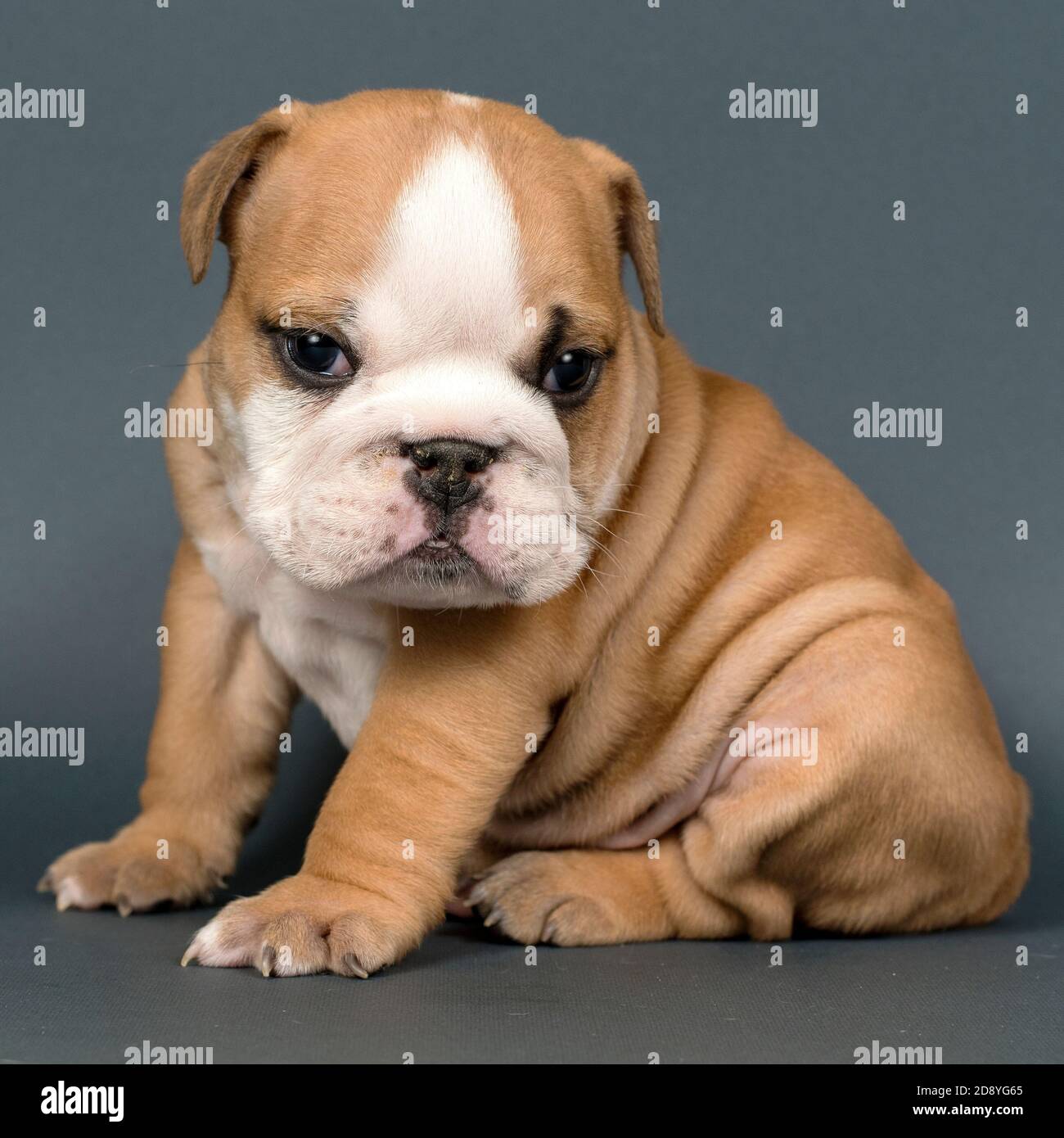 Gray english bulldog puppies 2025