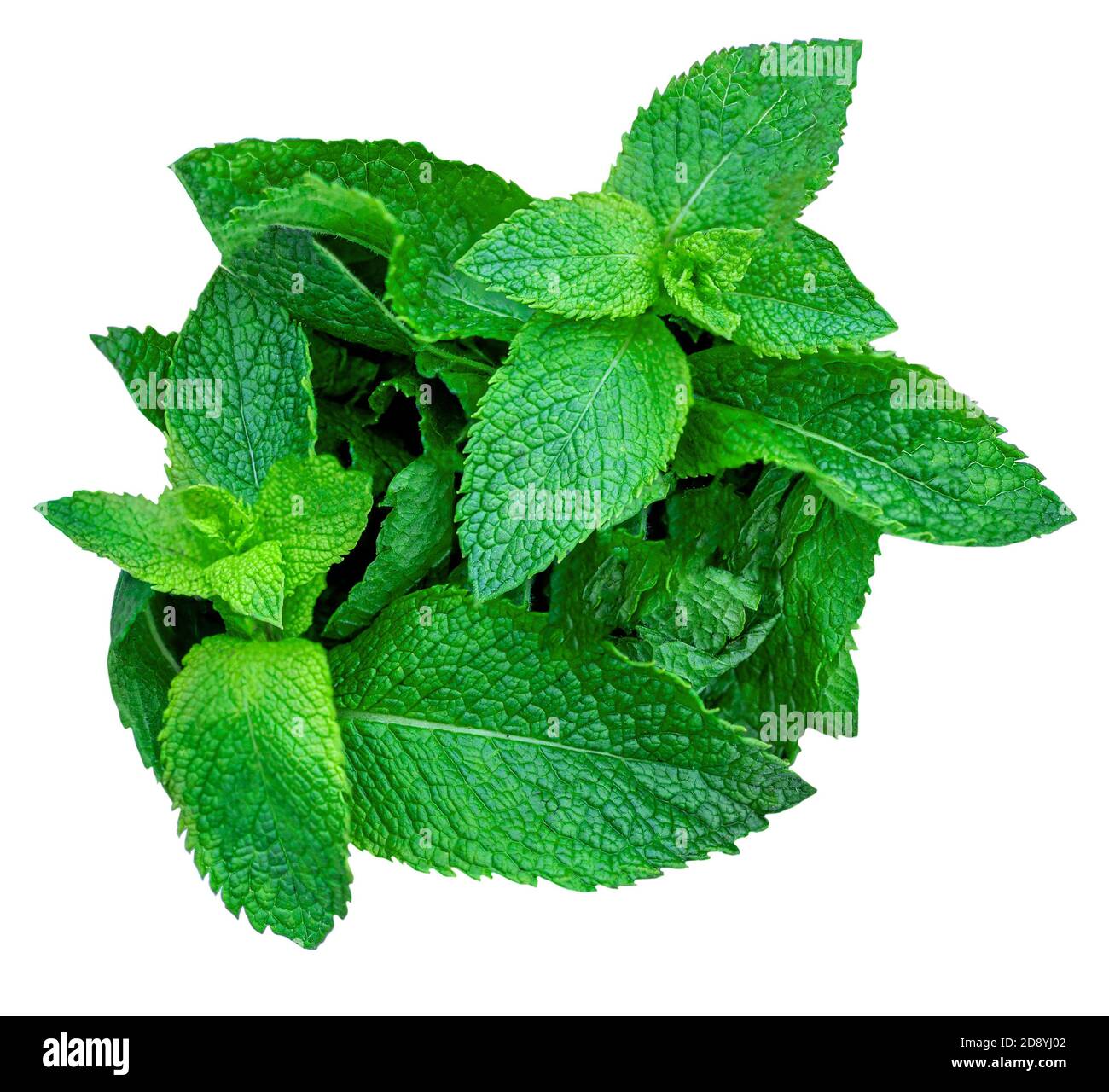 Fresh spearmint leaves  with a knife isolated on the white background. Mint, peppermint close up Stock Photo