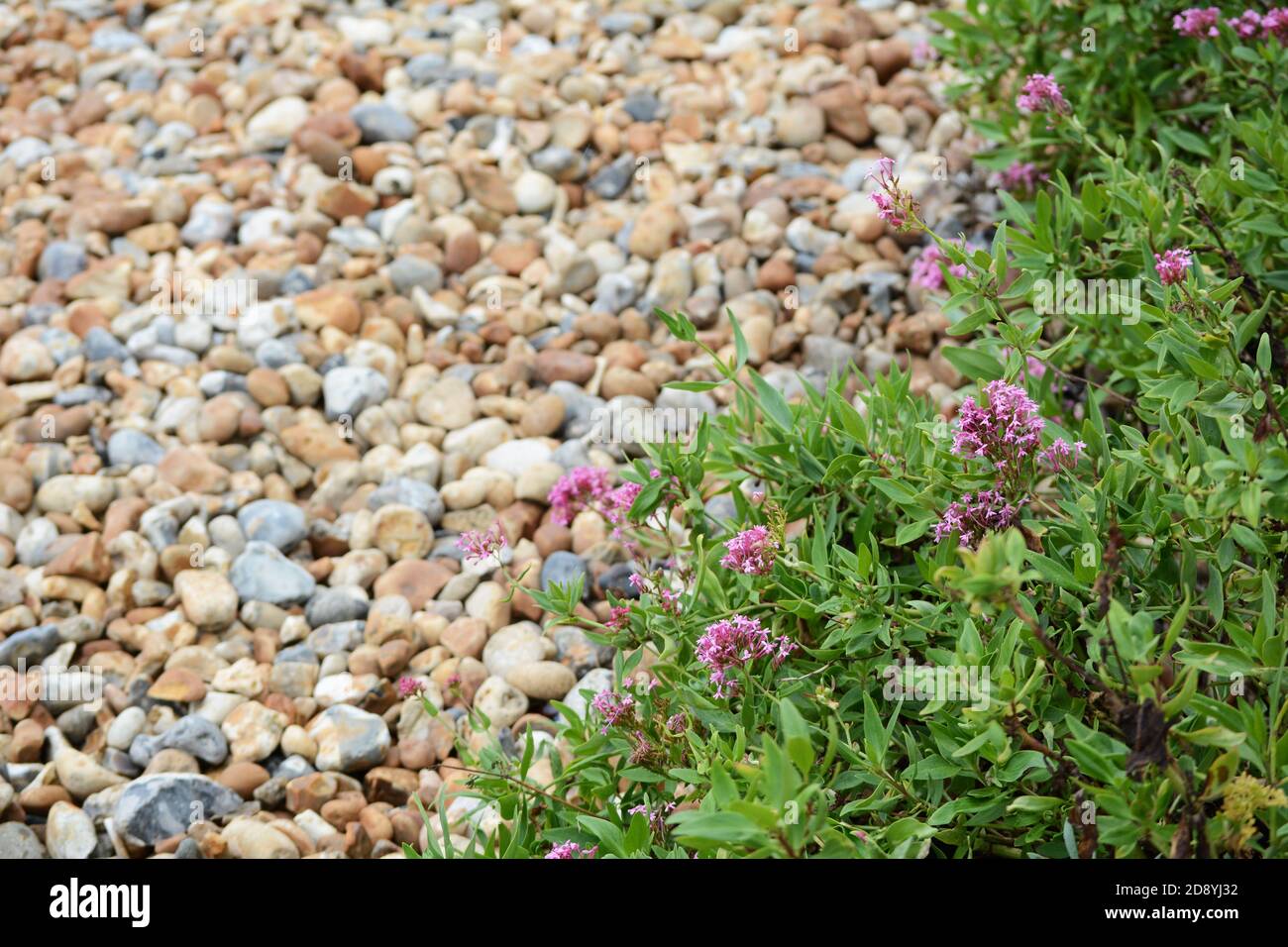 Red Valerian - centranthus ruber - grows wild on shingle beach in Eastbourne on the English coast Stock Photo