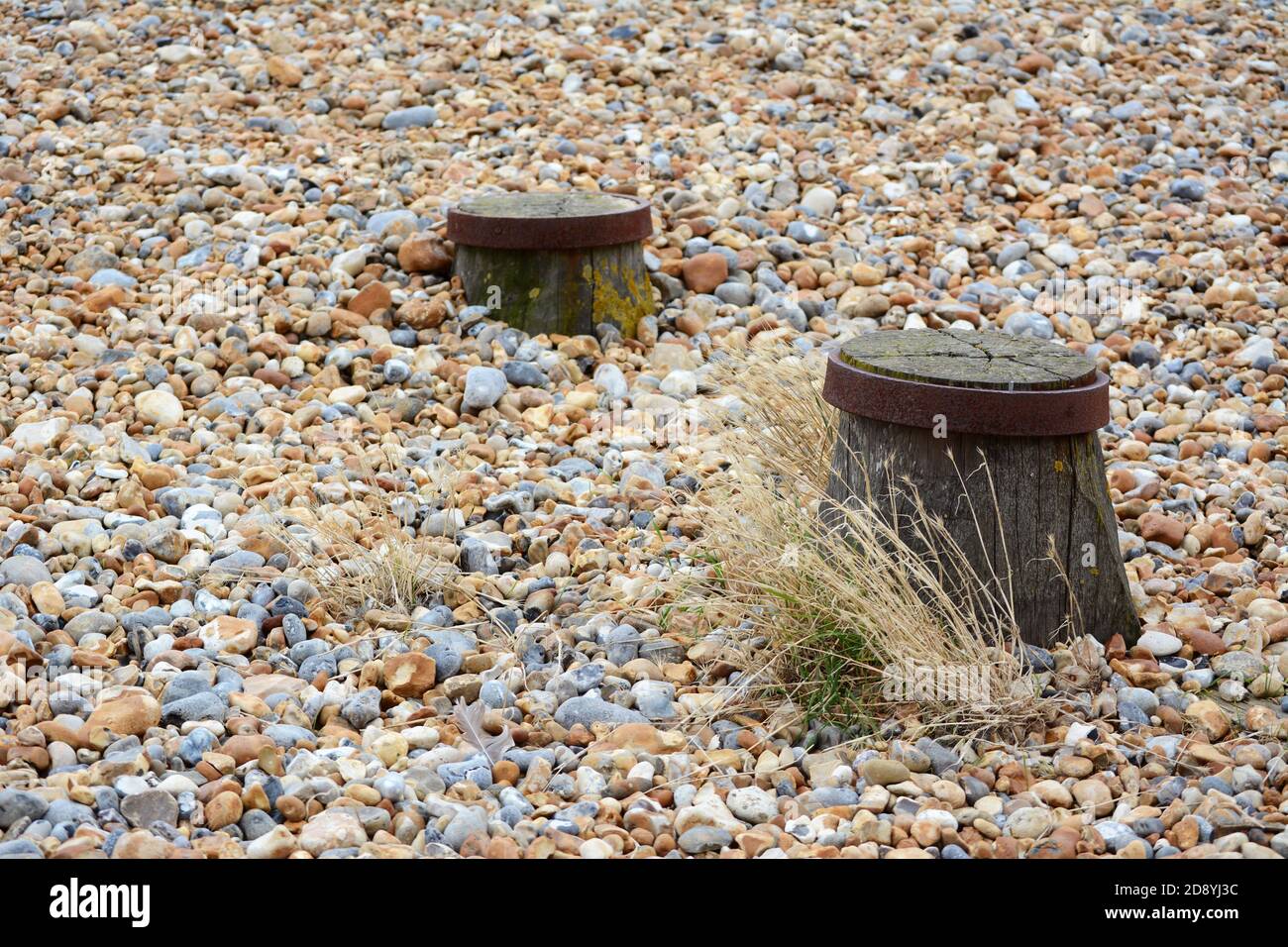 Tops of two groyne sea defences visible on a shingle beach, with dry sea grasses growing among the pebbles Stock Photo
