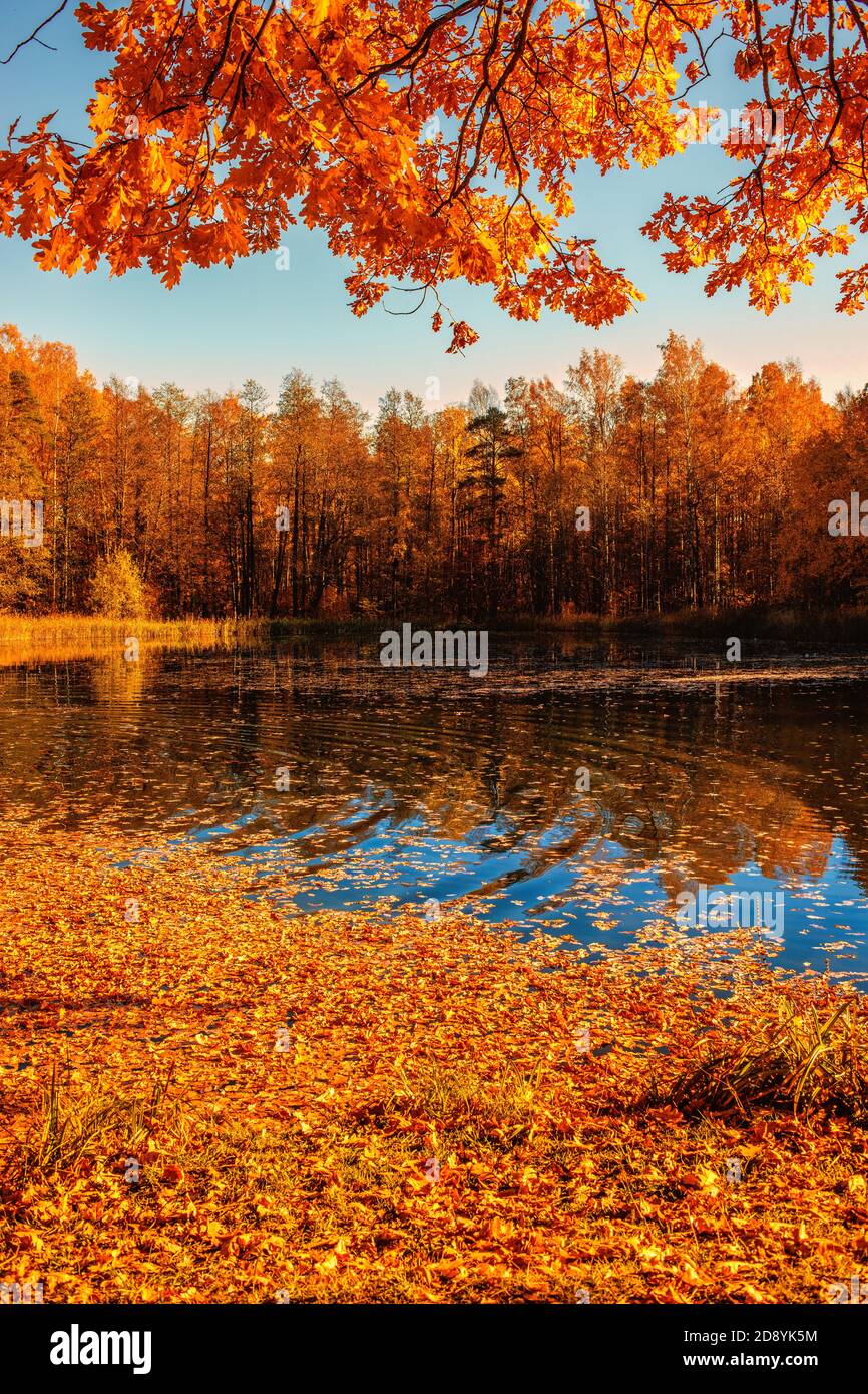 Beautiful Autumnal park with maple trees and a lake Stock Photo - Alamy