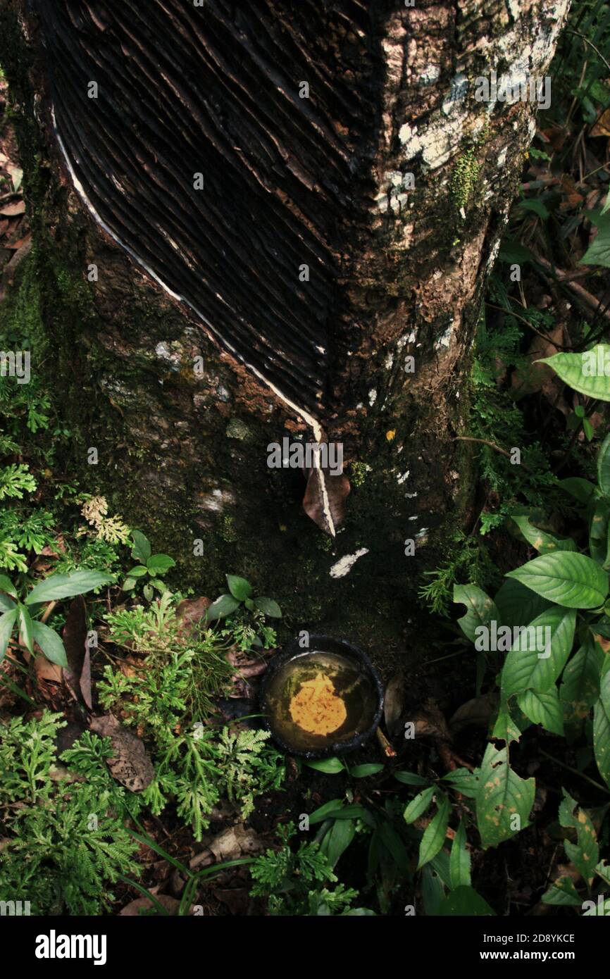 Rubber tapping on a jungle rubber tree placed by local community in the