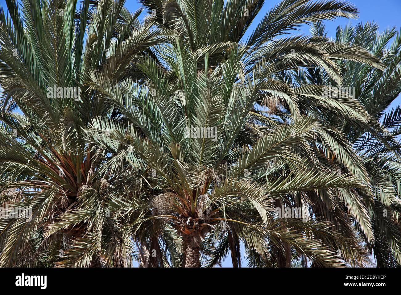 Saudi Arabia Hot High Resolution Stock Photography And Images - Alamy