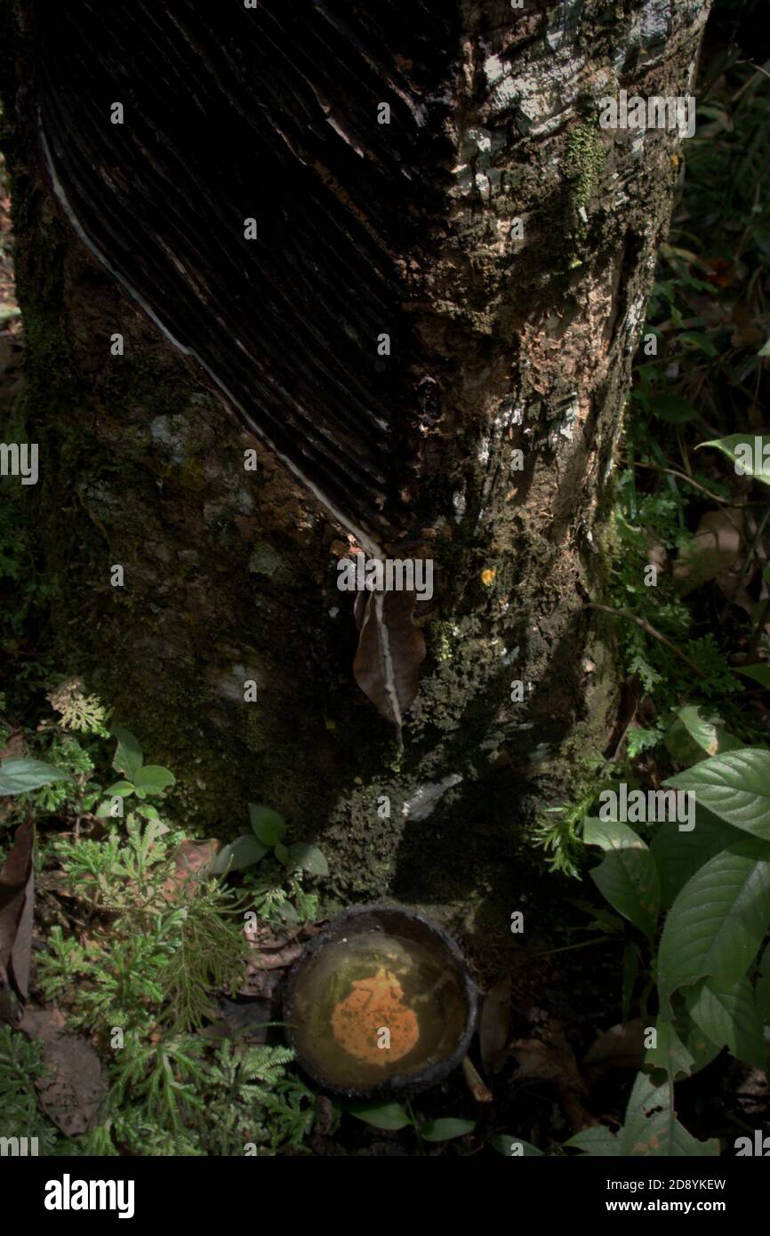 Rubber tapping on a jungle rubber tree placed by local community in the