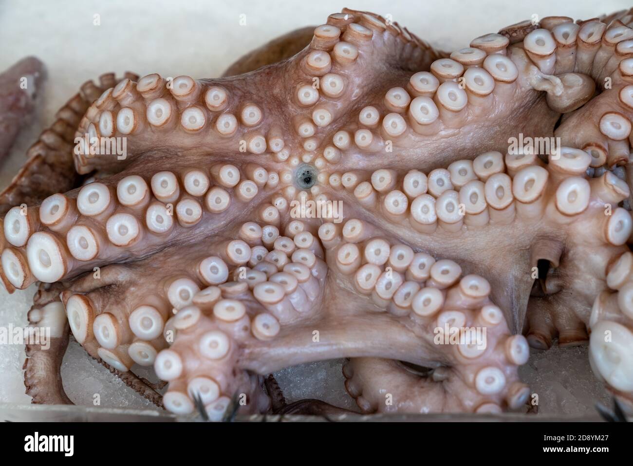 Whole frozen octopus on ice background Stock Photo Alamy