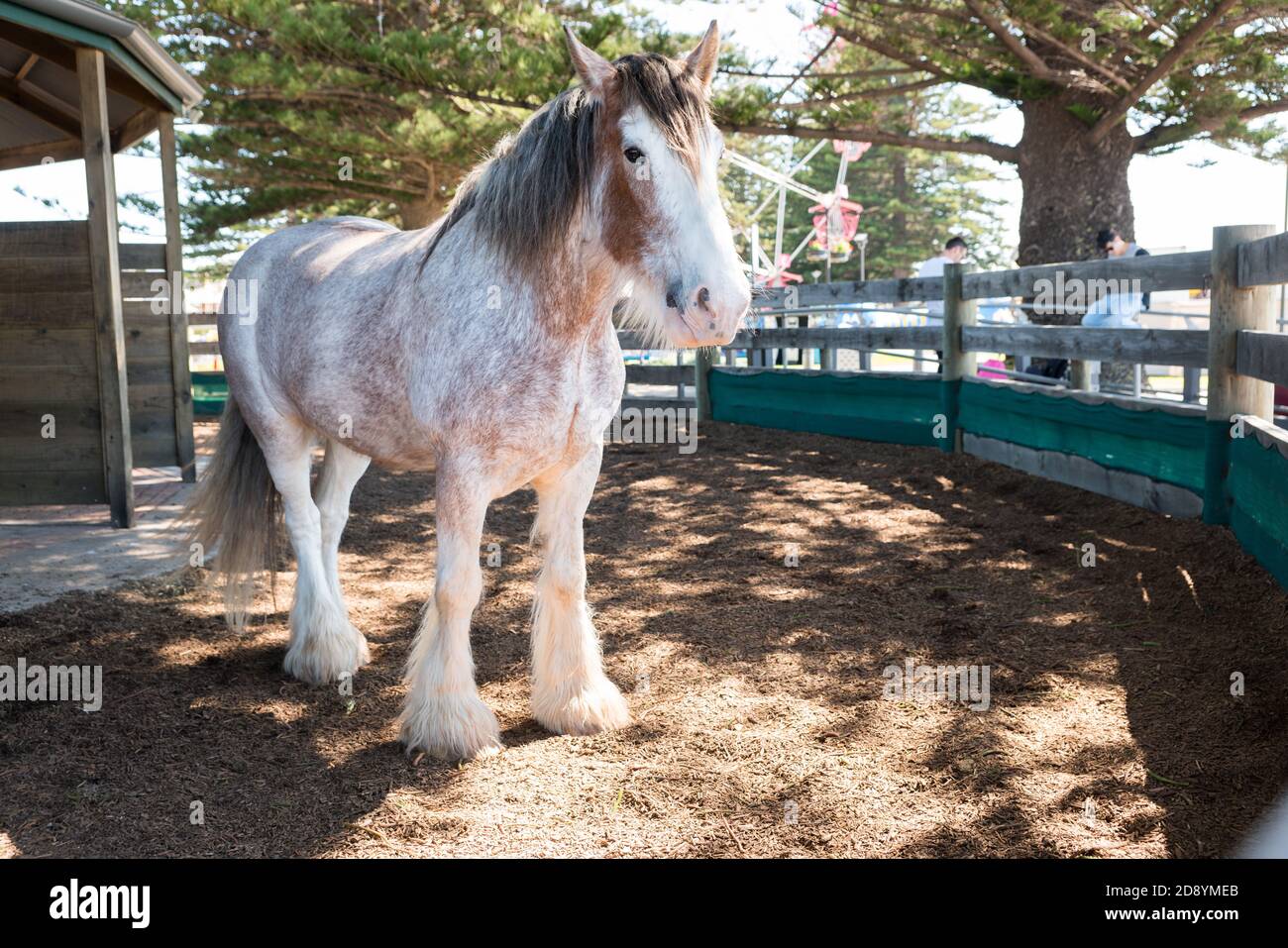 One of the beautiful Clydesdale horses that pulls the horse drawn tram in Victor Harbor, South Australia Stock Photo