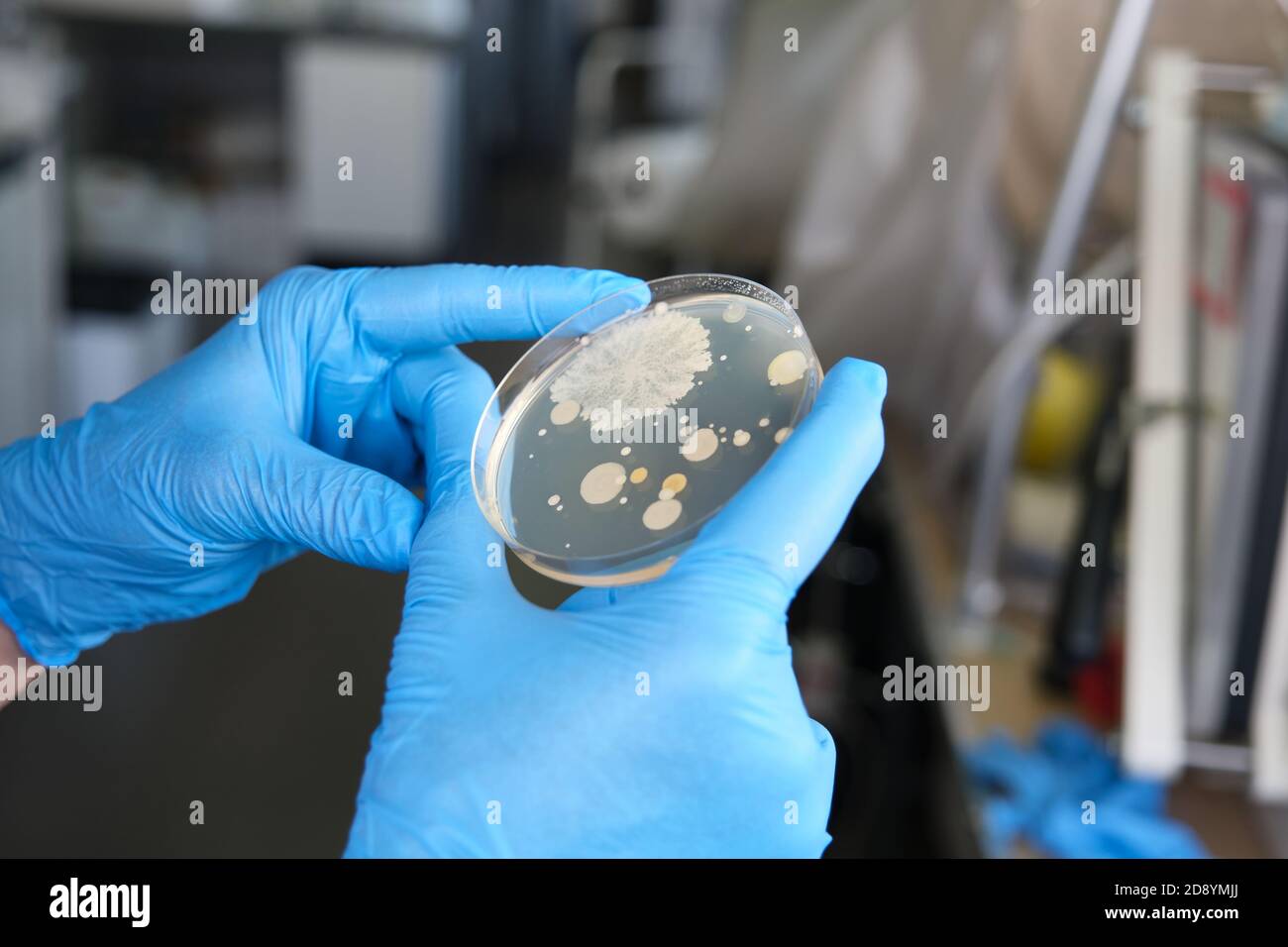 Scientist hands holding a petri dish with bacterial colonies. Laboratory routine work concept