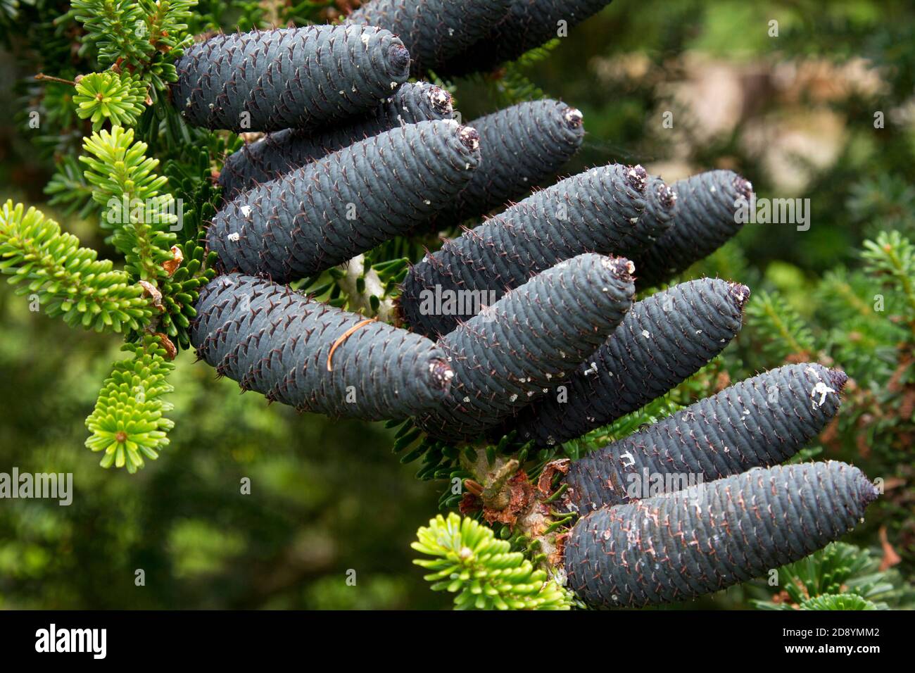 Black pine cones hanging from a branch on a pine tree Stock Photo