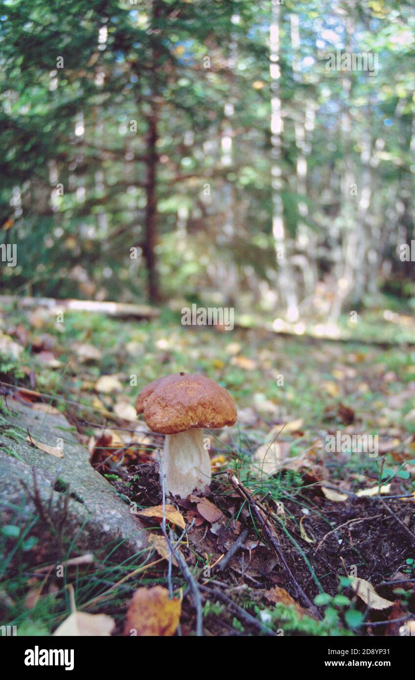 Fresh woodland Ceps - wild mushroomsin a forest in Sweden Stock Photo