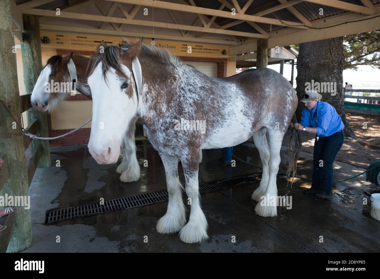 Woman washing the Clydesdale horses that pull the horse drawn tram in Victor Harbor, South Australia Stock Photo