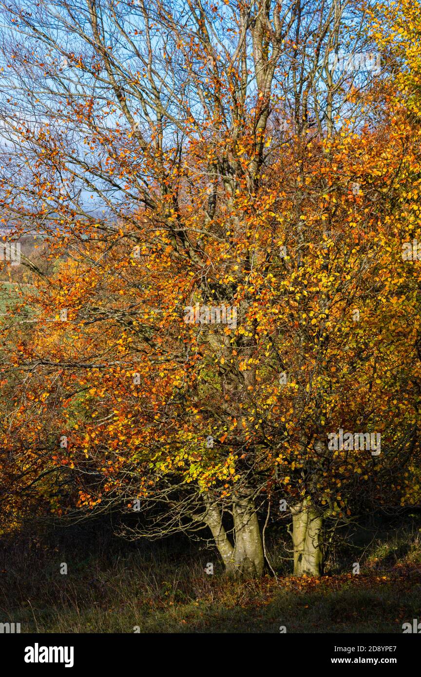 Golden leaves of the trees hi-res stock photography and images - Alamy