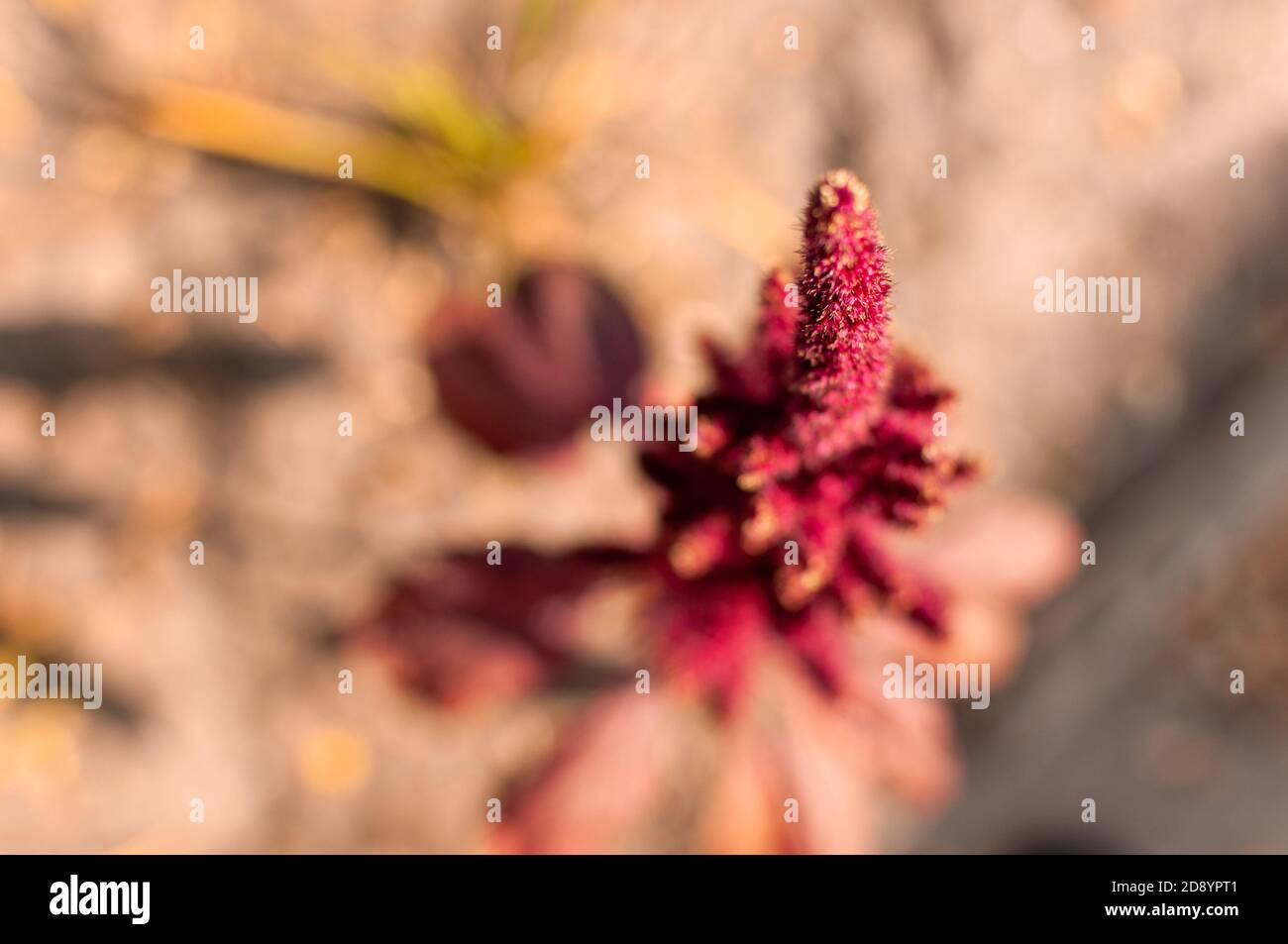 The tip of the fresh Amaranth flower, view from above. Amaranthus paniculatus. Stock Photo