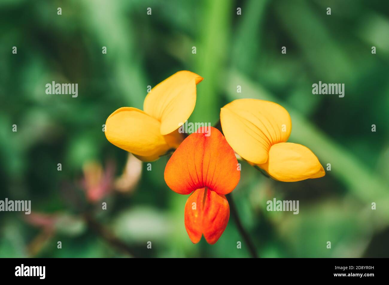 Yellow flower of the legume family. Concept of wild flora. Lotus corniculatus. Stock Photo