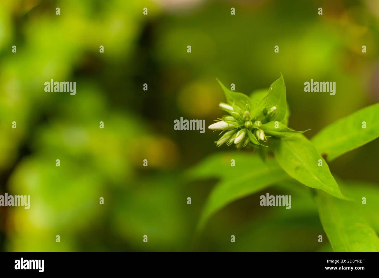 Fresh Garden Phlox buds on blured greenery backgrund with copy space. Phlox paniculata. Stock Photo