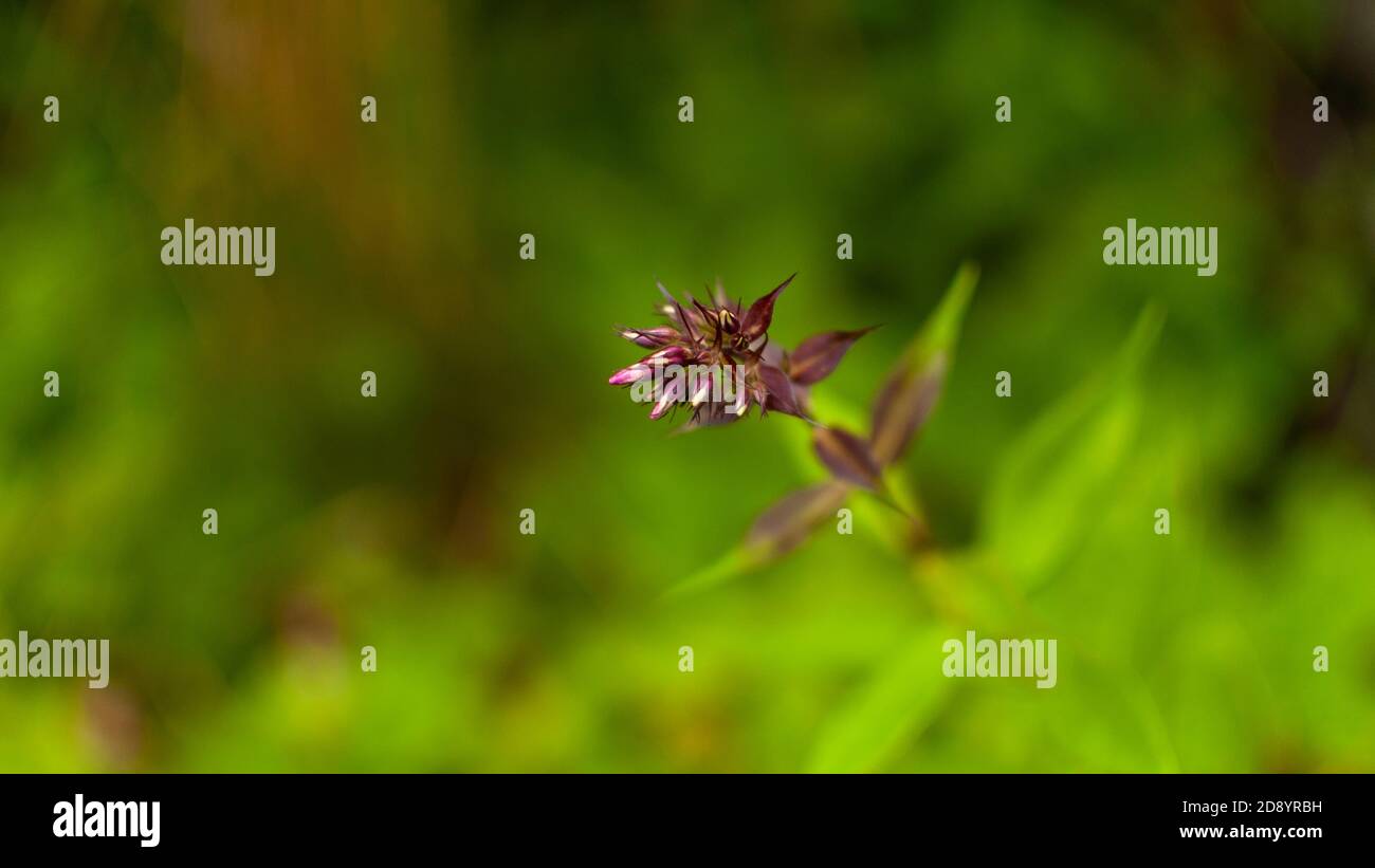 Fresh Garden Phlox buds on blured greenery backgrund with copy space. Phlox paniculata. Stock Photo