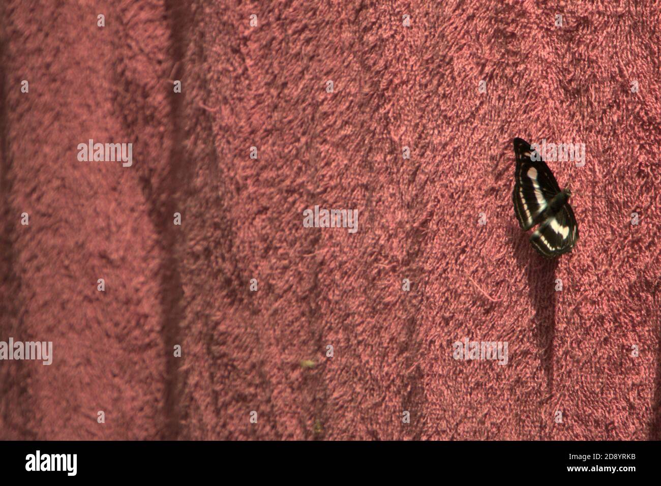 A moth, unidentified species, perching on a towel being dried close to a hut in the forest. Stock Photo