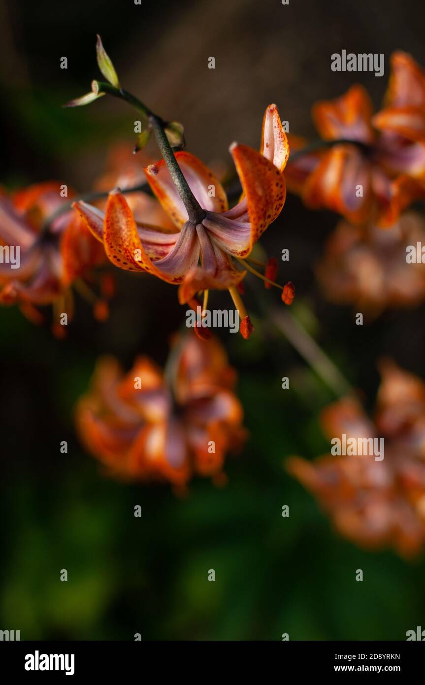 Orange Tiger Lily flower on a blurred floral background with space for text. Lilium lancifolium, Lilium tigrinum. Stock Photo