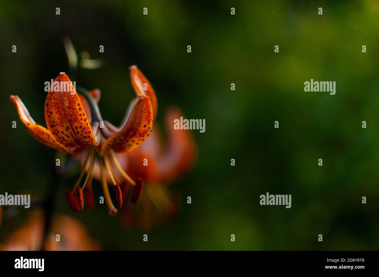 Orange Tiger Lily flower on a green blurred background with copy space. Lilium lancifolium, Lilium tigrinum. Stock Photo