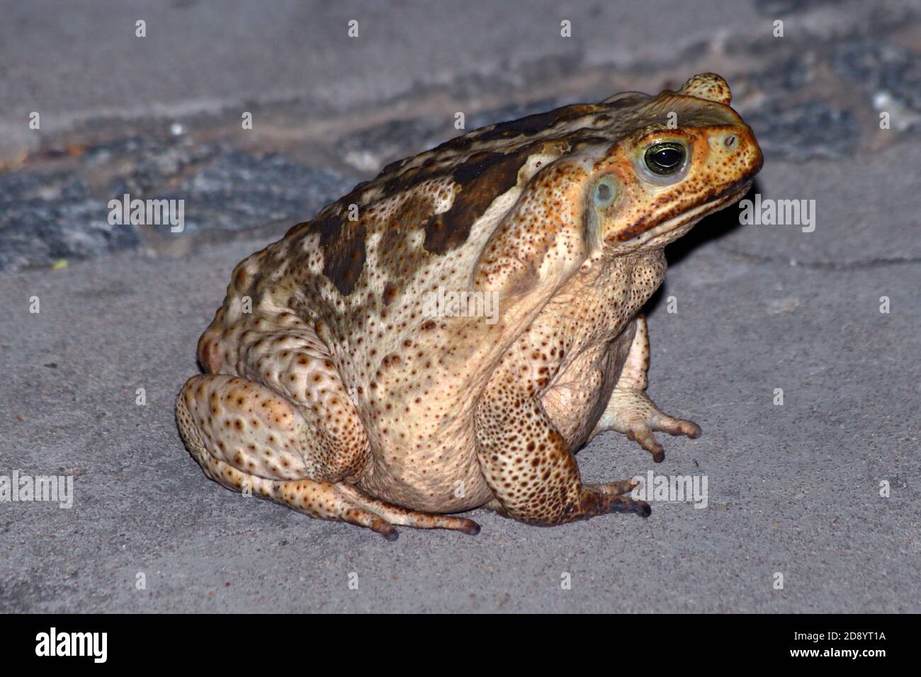 toad cururu (Rhinella diptycha) standing on the cement floor of a city in Brazil Stock Photo
