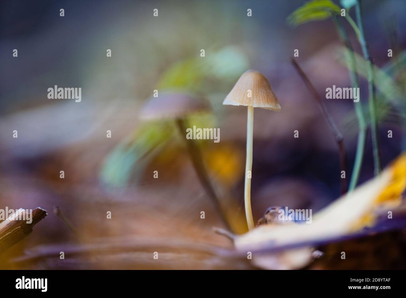 Soft focus forest floor hi-res stock photography and images - Alamy