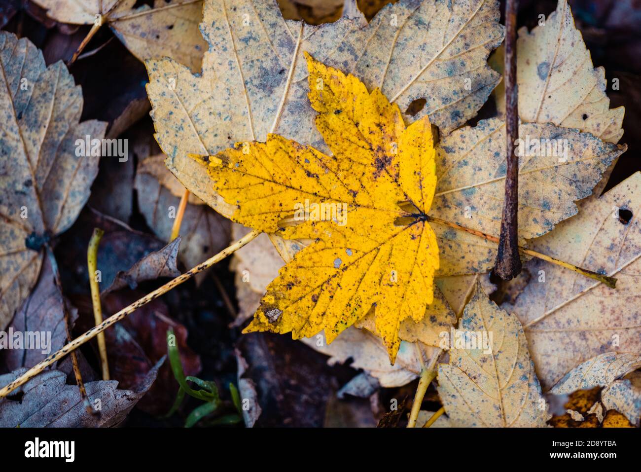 Closeup of a yellow autumn leaf on the forest floor Stock Photo - Alamy