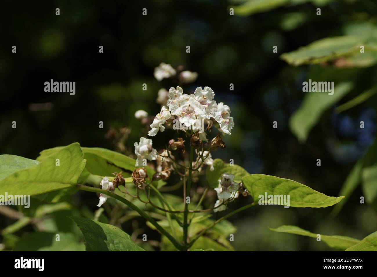 Catalpa bignonioides Stock Photo