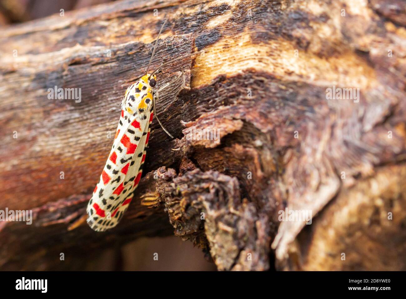 Utetheisa pulchella, Crimson speckled moth Stock Photo