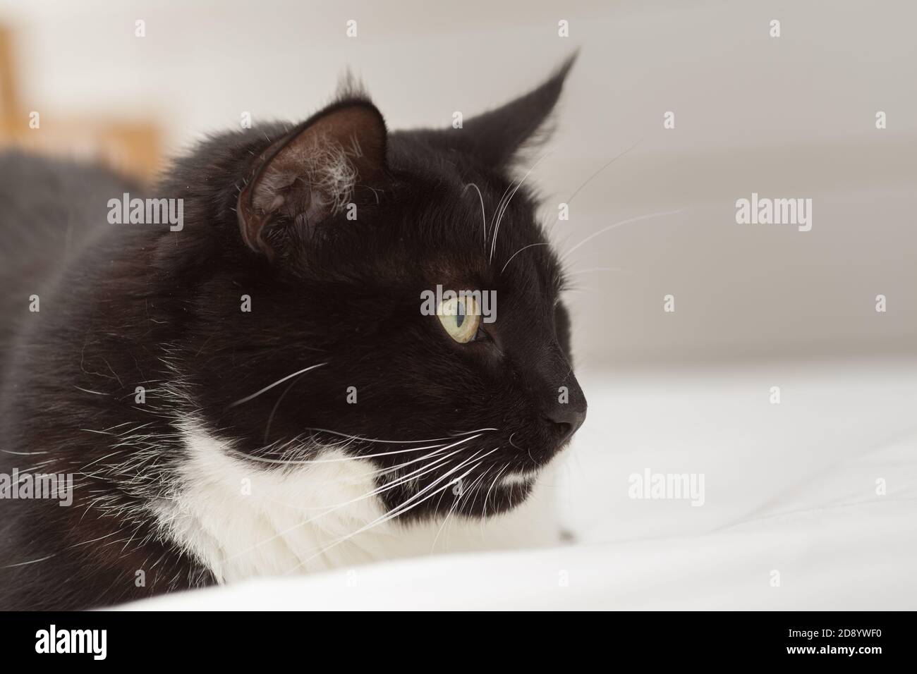 Portrait of a cute black and white long haired cat with yellow eyes ...