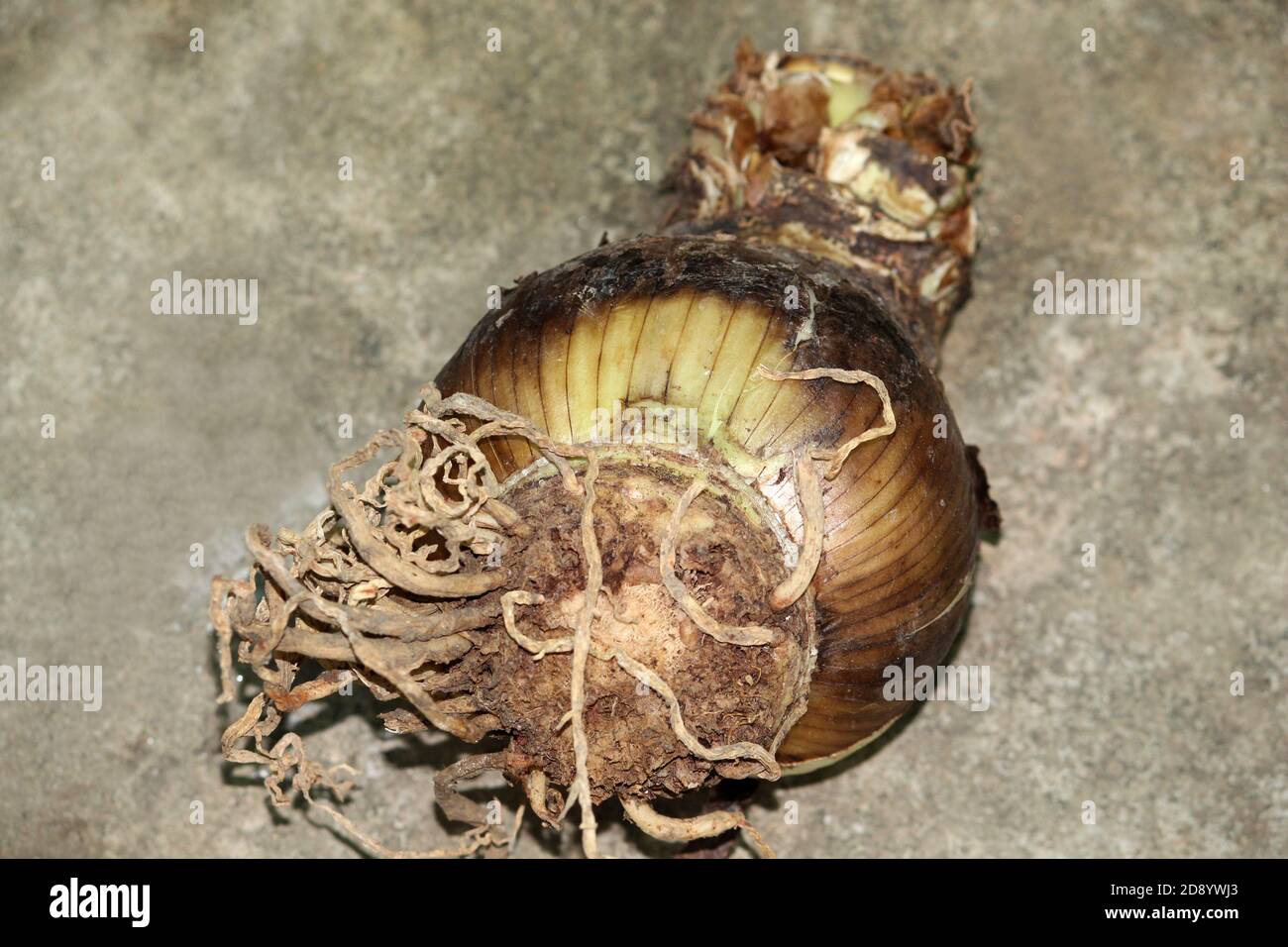 Closeup view on uprooted lily plant root bulbs, Big Seed of Flower