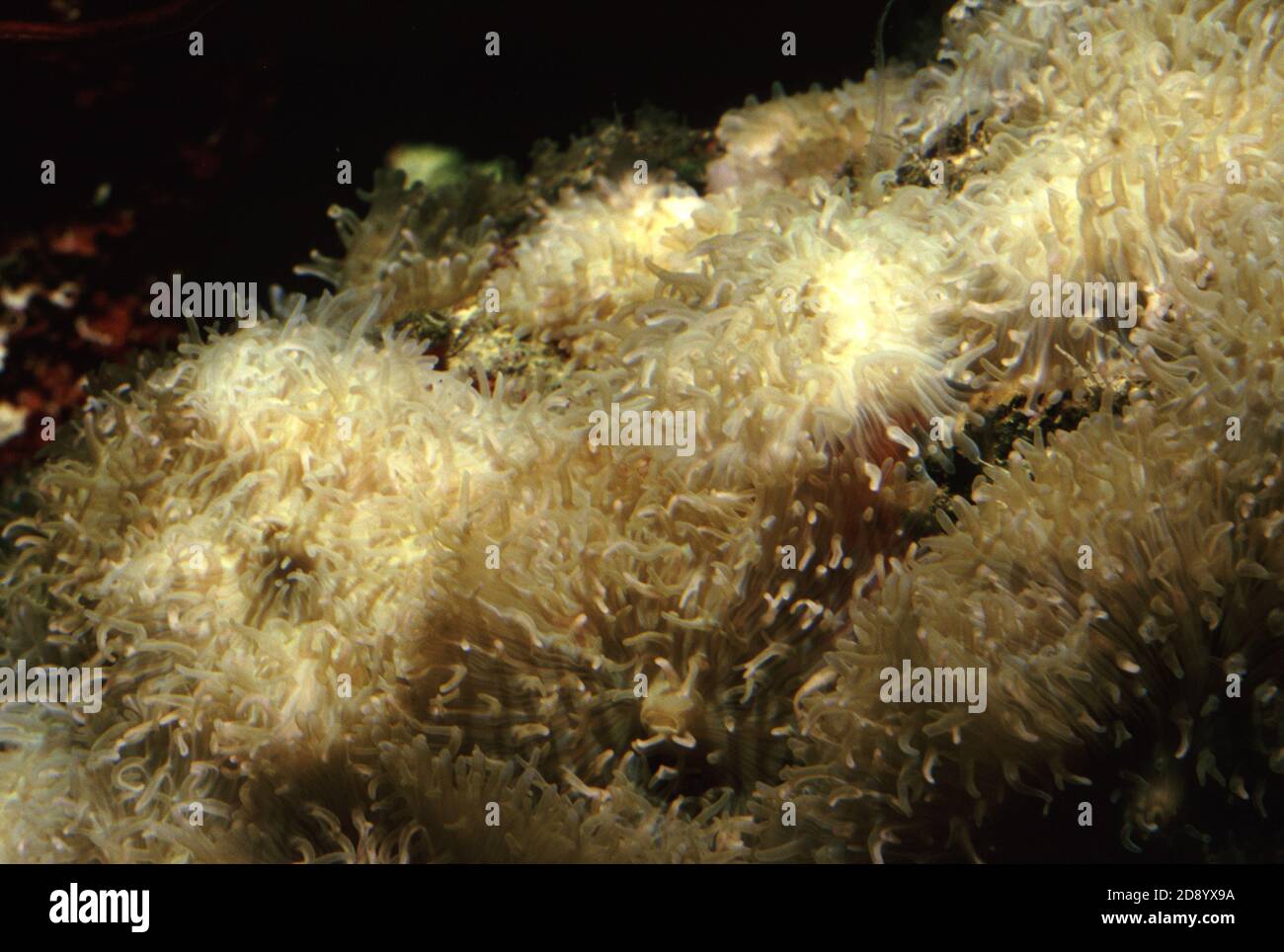 Hairy Coral Mushrooms Discosoma sanctithomae Stock Photo