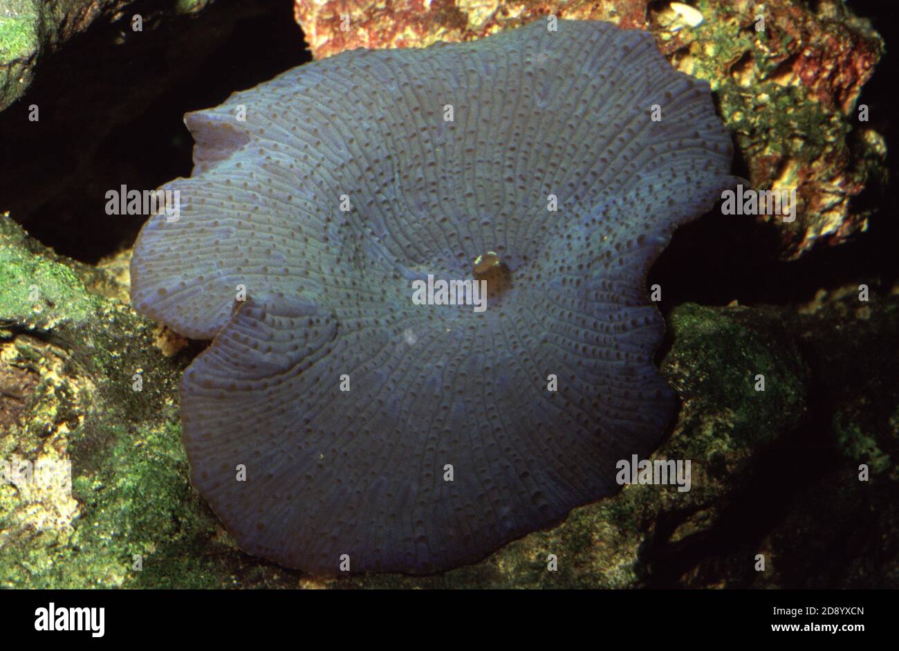 Discosoma is a genus of cnidarians in the order Corallimorpharia. Common names include mushroom anemone, disc anemone and elephant ear mushroom Stock Photo