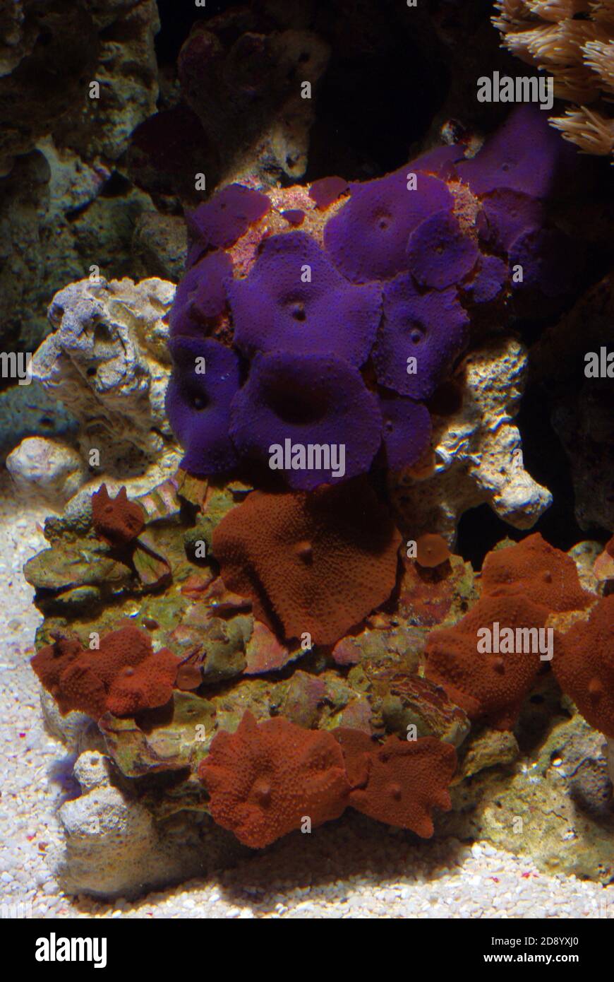 Discosoma is a genus of cnidarians in the order Corallimorpharia. Common names include mushroom anemone, disc anemone and elephant ear mushroom Stock Photo