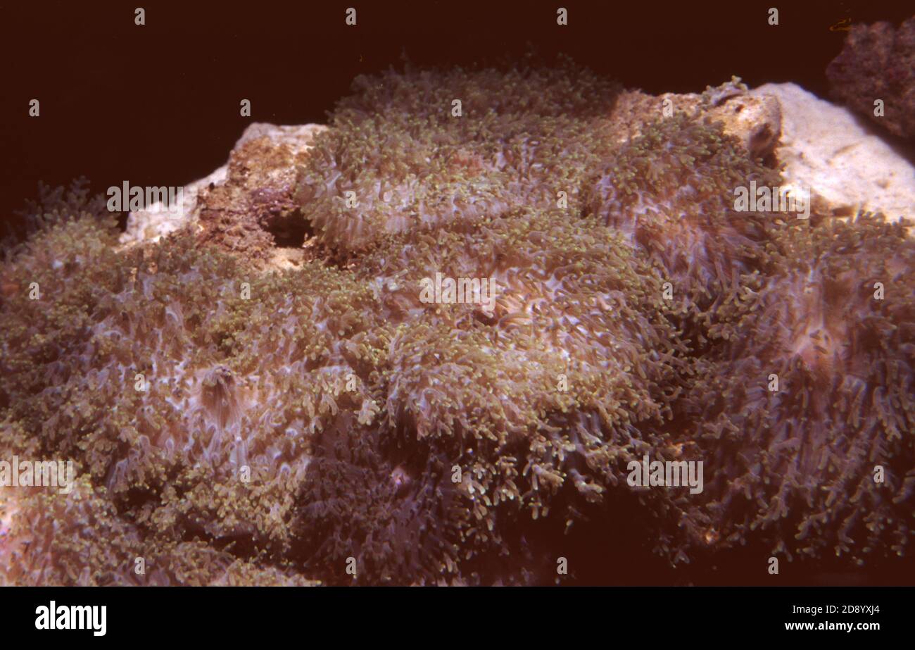 Hairy Coral Mushrooms Discosoma sanctithomae Stock Photo