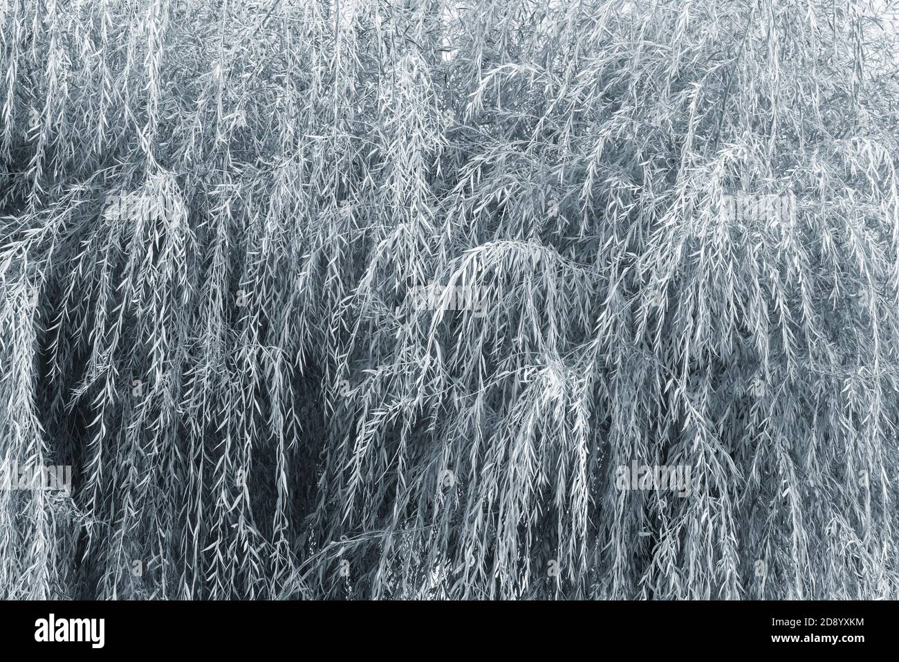 Plants of willow in the garden. Monochrome image. Stock Photo