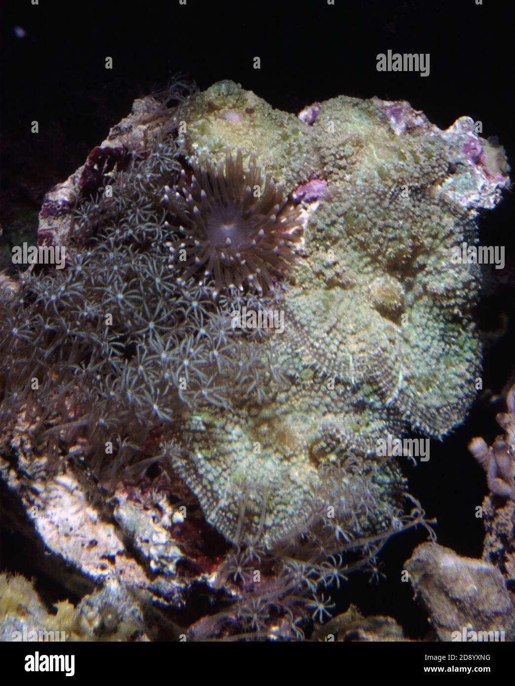 Mushroom corals (Discosoma sp.), Soft coral Waving Hand Anthelia sp. and Prolific anemone Triactis producta on same rock Stock Photo